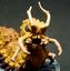 Dungeons & Dragons - Monsters - Rastejador da Carniça