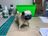 Pug 