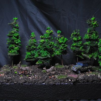Forest Diorama
