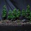 Forest Diorama