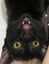 leticiatomazini's avatar