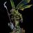 Insectoid