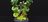 Espantalho - Scarecrown
