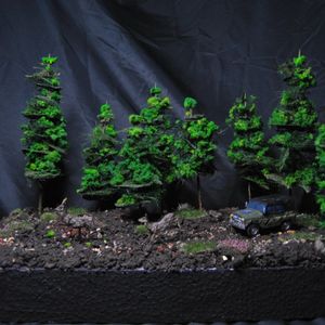 Forest Diorama